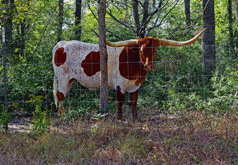 Cattle panel fenced rusty brown and white Texas Longhorn cow - closeup