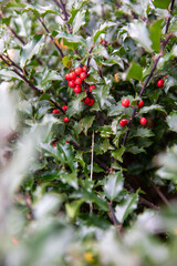 Obraz premium red berries on a bush