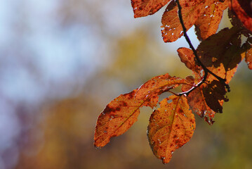 紅葉