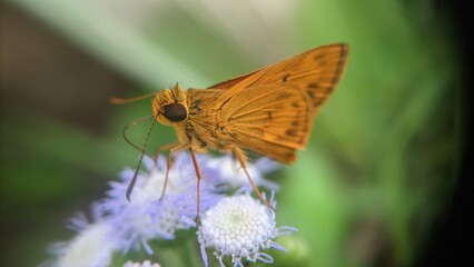 butterfly on a flower
