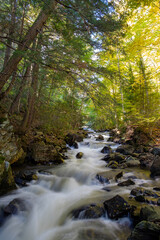 Stream passing through a forest in Algonquin Park