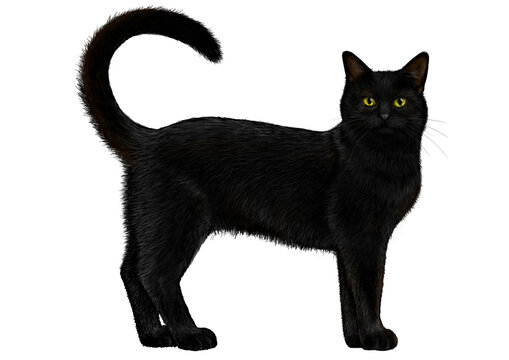 黒猫 の画像 957 5 件の Stock 写真 ベクターおよびビデオ Adobe Stock