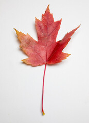 Maple leaf on a white background