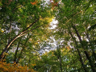 Serene Morning Autumn Sunlit Forest 