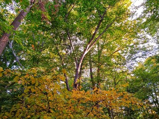 Morning Sunlight on Autumn Forest Trees