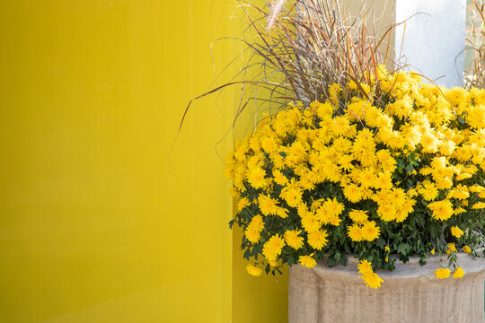 Bouquet Of Yellow Flowers Yellow Background