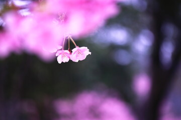 Fototapeta na wymiar 春の光に輝くピンクの桜