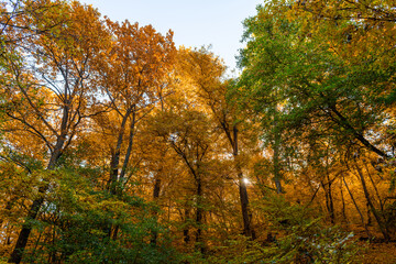Mixed autumn forest on a mountain slope