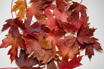 Maple leaves on a white background