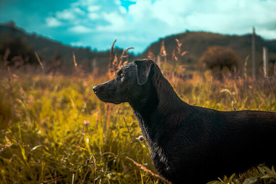 Perro labrador