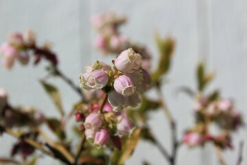 Bell shaped blueberry's tiny flowers bloom in spring