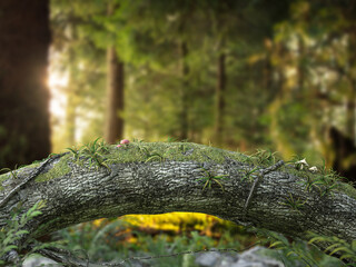 Obraz premium Enchanted forest unique bent tree background. 3d rendering