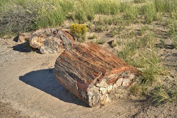 Fototapeta na wymiar Petrified Forest National Park in Arizona USA