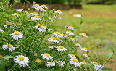 Real flowers in the middle of nature. Chamomile is a popular flower that is extracted for essential oils. Blurred background.