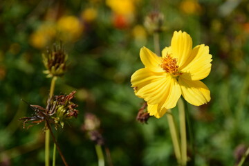 公園で撮影したキバナコスモス