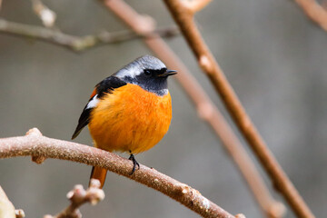 ふっくらジョウさん