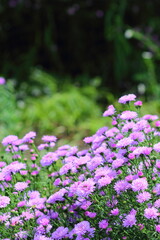 紫のイタリアンアスター