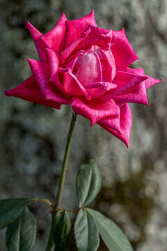 Red Rose in the Garden