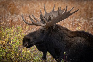 Turnbull Refuge Shiras moose portrait