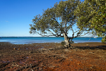 Mangrove tree with roots exposed at low tide. Redland Bay, Queensland, Australia 