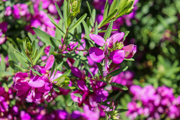 Naklejka na ściany i meble Purple flowering polygala grandiflora Sweet Pea Shrub