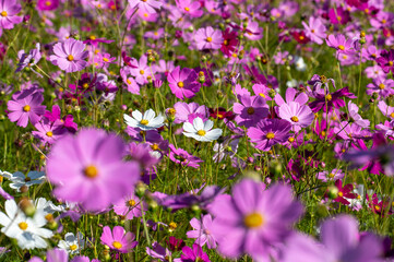 高知県　宮の前公園のコスモス畑