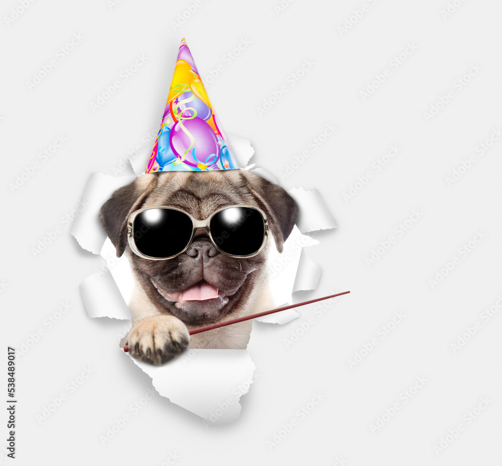 Poster Pug puppy wearing party cap looking through the hole in white paper and pointing away on empty space