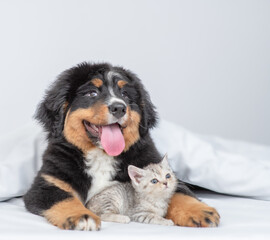 Young bernese mountain dog puppy hugs tiny kitten under warm blanket on a bed at home. Pets look up together on empty space