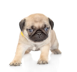 Tiny pug puppy standing in front view and looking at camera. isolated on white background