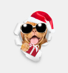 Happy puppy wearing sunglasses and red santa hat looking through a hole in white paper and holding gift box