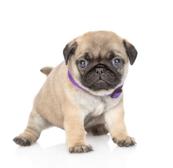 Tiny pug puppy standing in front view and looking at camera. isolated on white background