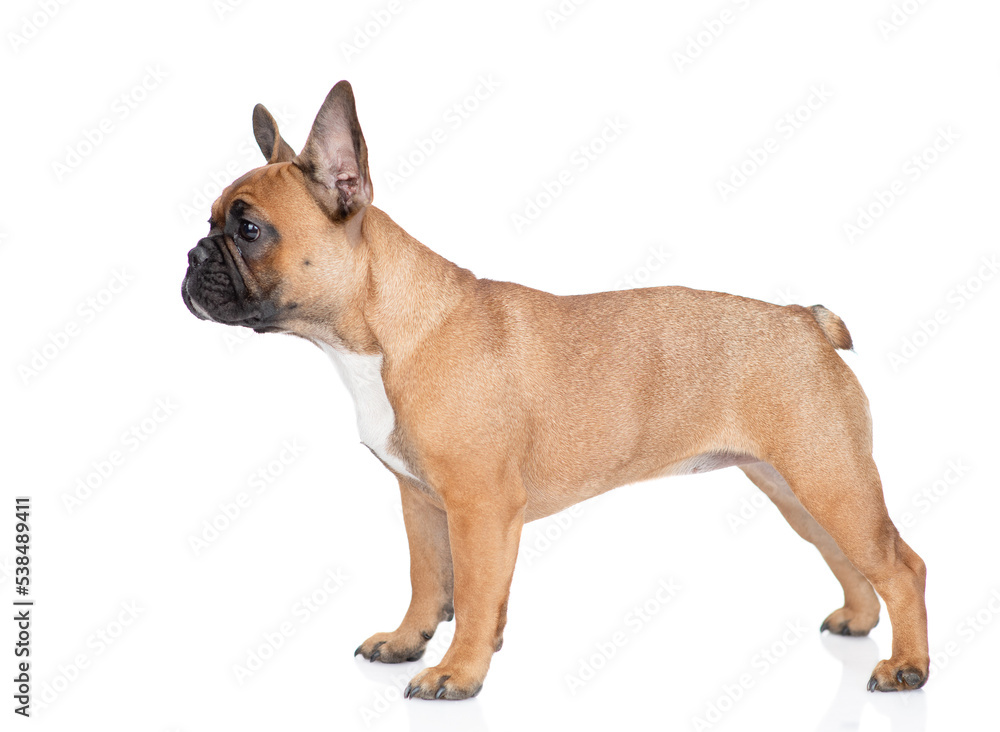 Poster french bulldog puppy standing in profile and looking away on empty space. isolated on white backgrou