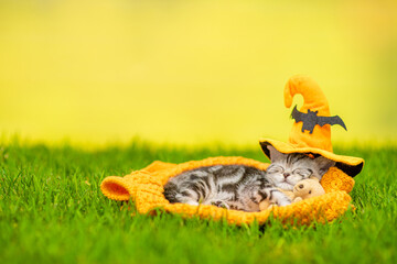 Cute tabby kitten wearing hat for halloween sleeps and hugs toy bear on green grass. Empty space...