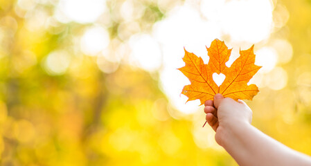 Person holds dry golden autumn leaf with hole heart shape. Ray of the sun breaks through a heart cut out in a leaf. Yellow Autumn leaf of sunset sunlight with a cut out heart. Autumn season