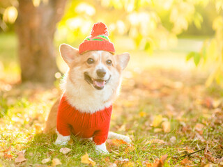 Portrait of a Pembroke welsh corgi wearing warm hat with pompom and knitted sweater sits at autumn...