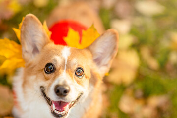 Happy Corgi puppy sitts at autumn park and looks up at camera. Empty space for text