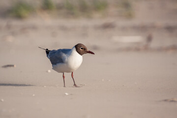 black-headed gull (Chroicocephalus ridibundus) is a small gull that breeds in much of the Palearctic including Europe and also in coastal eastern Canada. Seagull standing on the beach. Summer plumage.