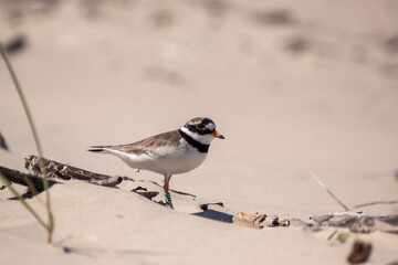 The common ringed plover (Charadrius hiaticula) is a small plover bird that breeds in Arctic Eurasia. The common ringed plover's breeding habitat is open ground on beaches or flats. 