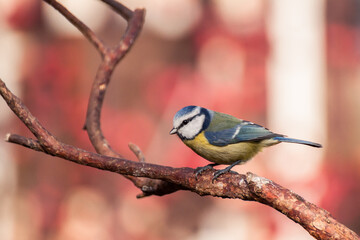 Fototapeta premium Eurasian blue tit (Cyanistes caeruleus)[2] is a small passerine bird in the tit family, Paridae. Easily recognisable by blue and yellow plumage and small size. A frequent visitor to the bird feeder.