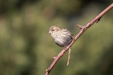 Eurasian siskin (Spinus spinus) is a small passerine bird in the finch family Fringillidae. It is also called the European siskin, common siskin or just siskin. female at the bird feeder in the fall.