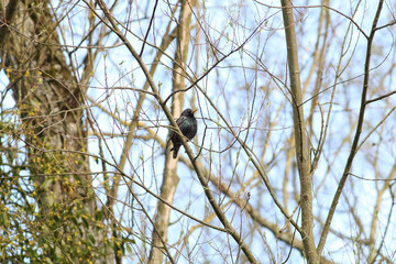 Common european starling (sturnus vulgaris) among the dense branches of trees. spring migration of starlings. spring in Poland. the first starlings in the spring. shot from a distance.