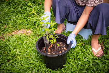 Planting a tree. Close-up image of a gardener planting a tree in plastic tree pot.