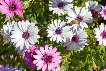 Fototapeta na wymiar white and purple african daisy osteospermum blooms in garden