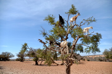 goat in the tree of argan 
