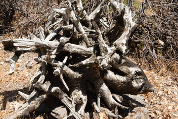 Twisted mess of a stump