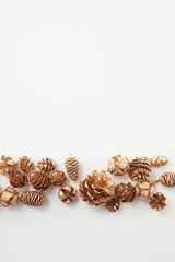 pinecone    autumn   Dried flower   松ぼっくり  自然　白背景　秋