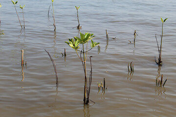 Mangrove tree seeds planted on the beach