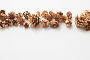 pinecone    autumn   Dried flower   松ぼっくり  自然　白背景　秋