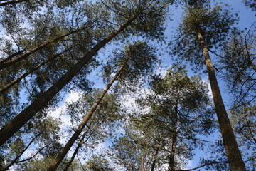 trees and sky