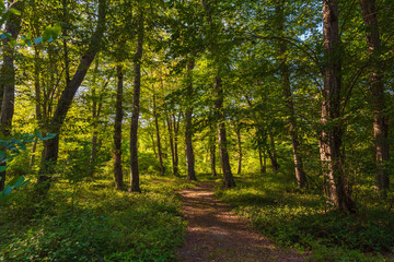 Path in the green dense sunny forest